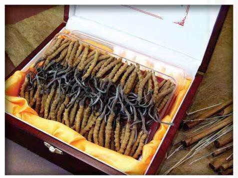 岭东冬虫夏草回收